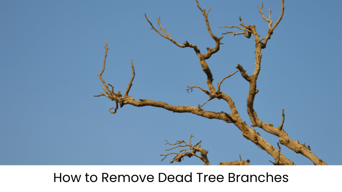 How to Remove Dead Tree Branches