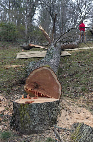 Tree cutting by Next Level Tree Care in Shawnee, Kansas