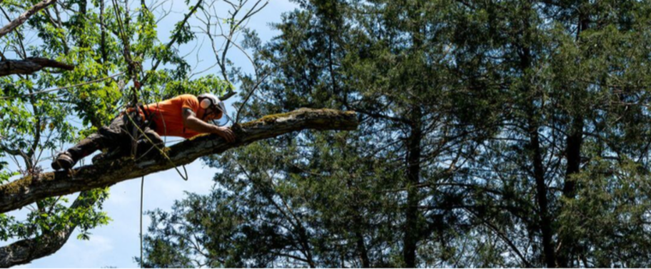 Tree pruning by arborist from Next Level Tree Care in Shawnee, Kansas