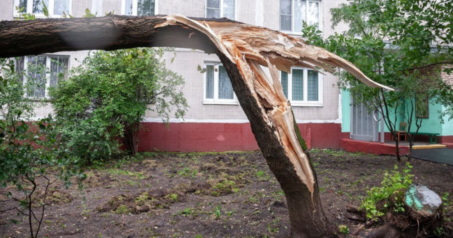 Removal of a broken tree