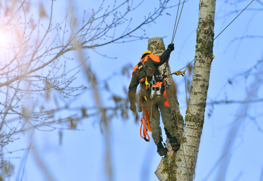 Tree climber from cutting a tree in Shawnee, Kansas