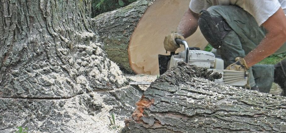 Tree cutting by professional from Next Level Tree Care in Shawnee, Kansas