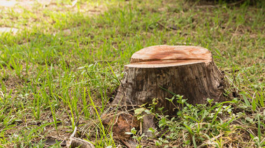 Tree stump left in someone's back yard