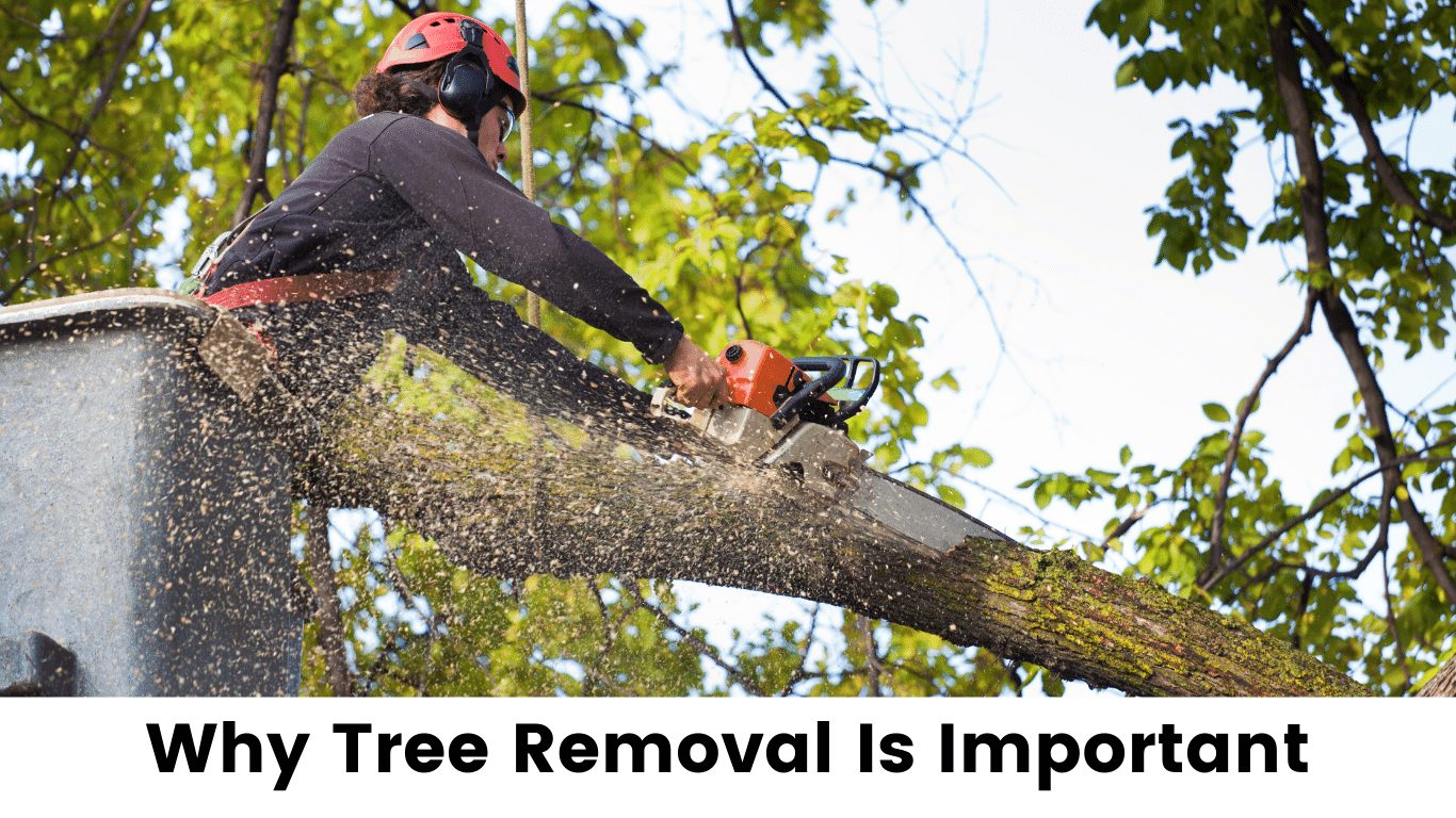 importance of tree removal
