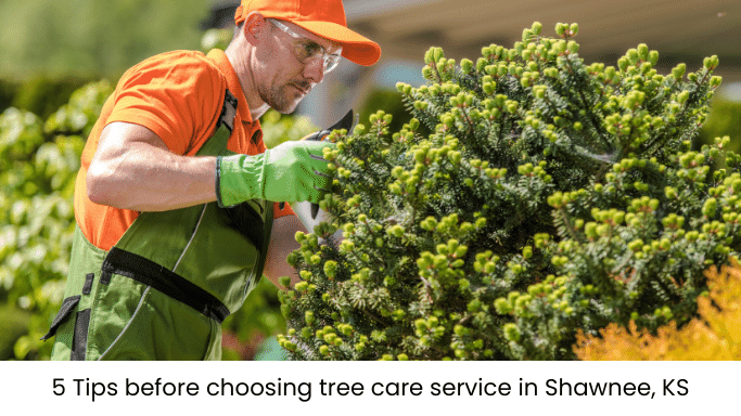 Tips before Choosing a Tree Care Service